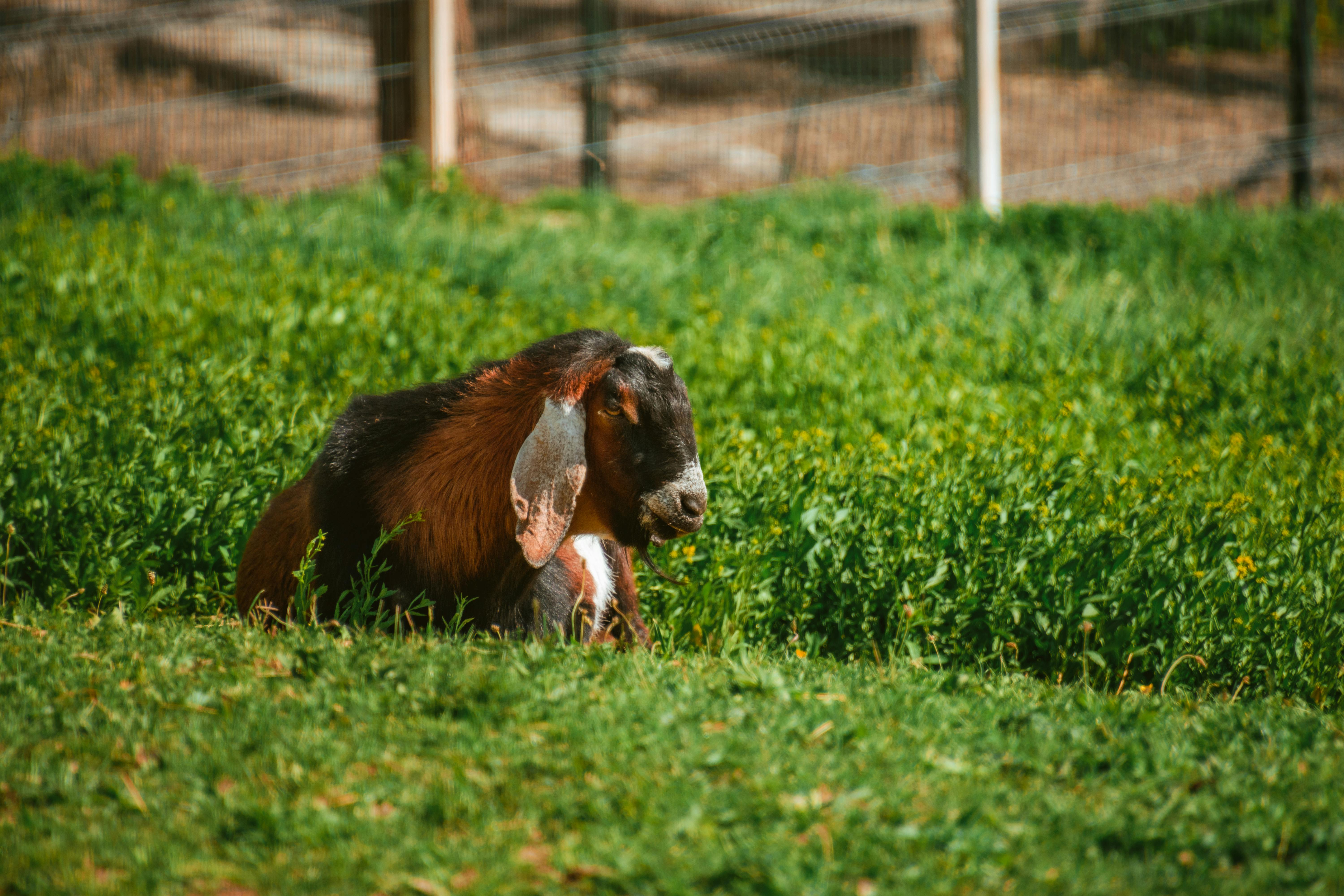 Animal Green Wallpaper Photos, Download The BEST Free Animal Green