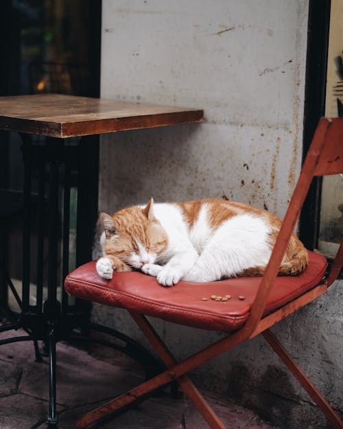 A White and Orange Cat Sleeping on the Chair Outdoors