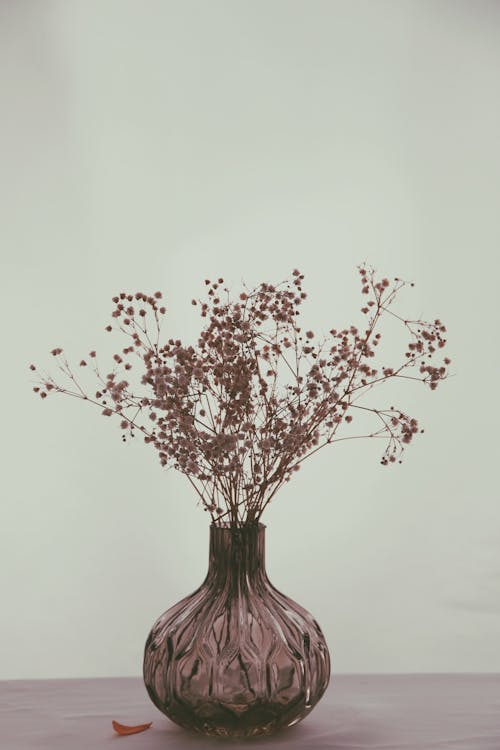 Free Plant in Vase Stock Photo