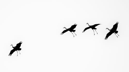 Flying Bird in Black and White