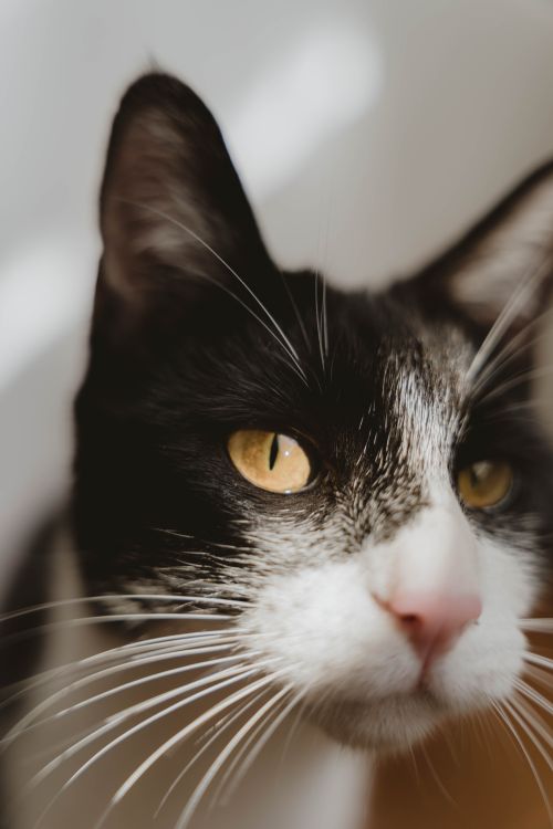 Free Captivating close-up of a tuxedo cat with whiskers and bright eyes. Stock Photo