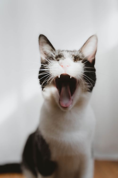 Free Close-up portrait of a black and white cat yawning against a white background. Stock Photo