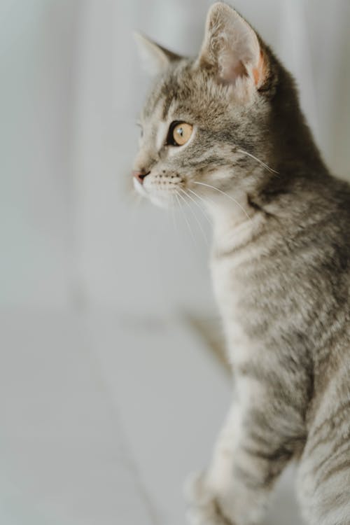 Kitten on White Background