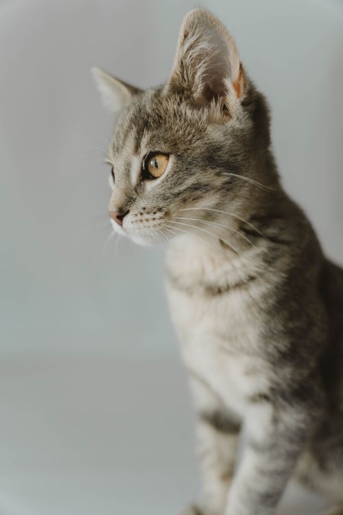Free Adorable tabby kitten profile portrait on a white background, perfect for pet lovers. Stock Photo