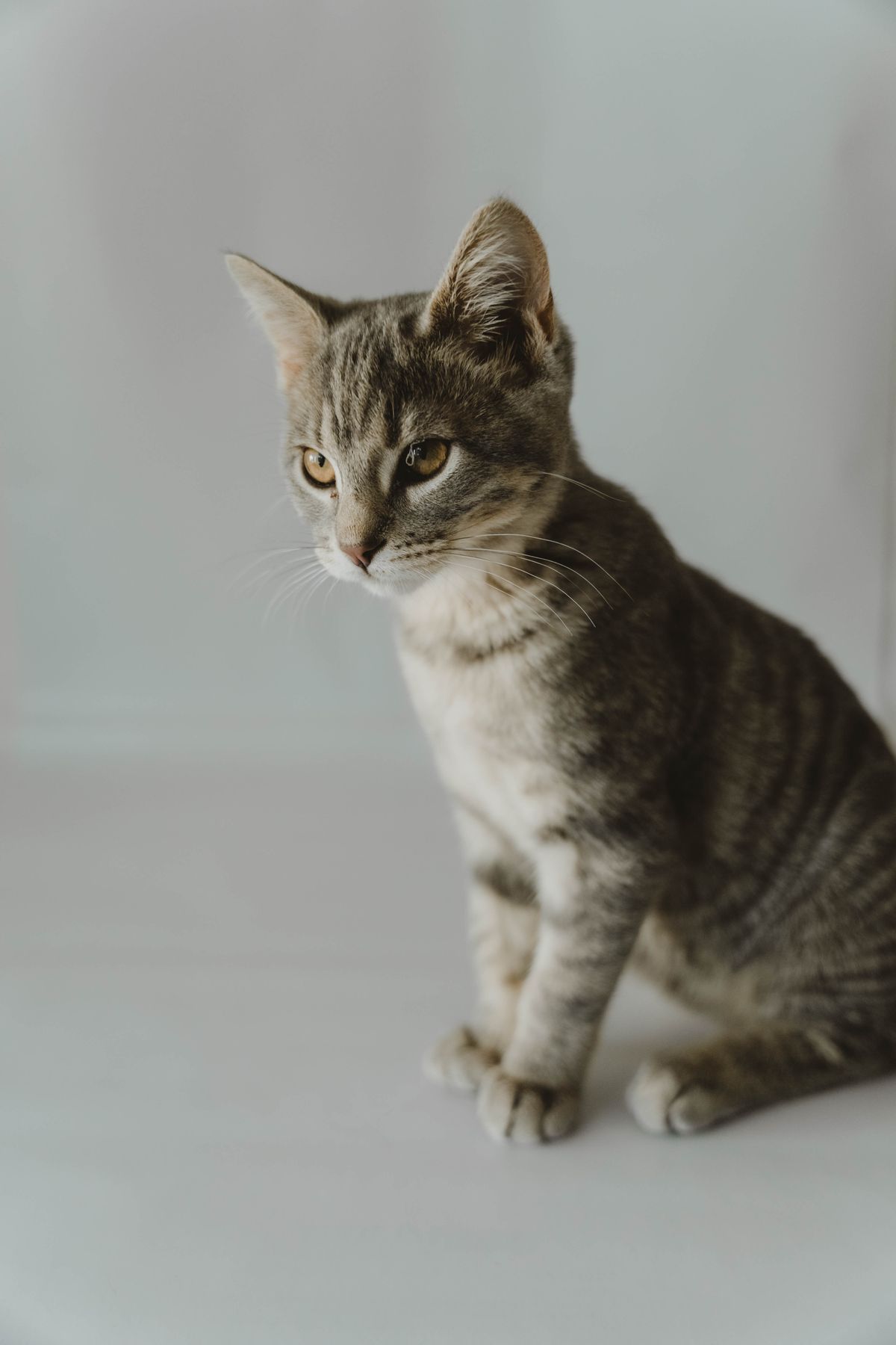 Nom de chat original et court : 80 idées à essayer à voix haute