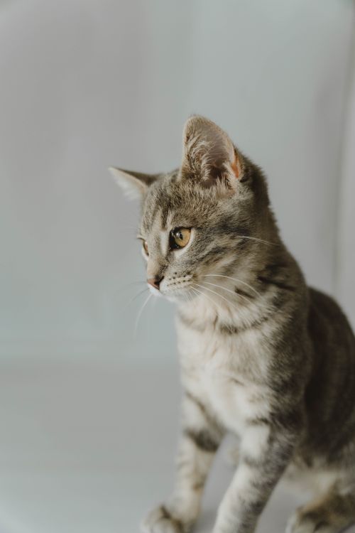 Free Adorable tabby kitten sitting against a simple background. Perfect for pet lovers. Stock Photo