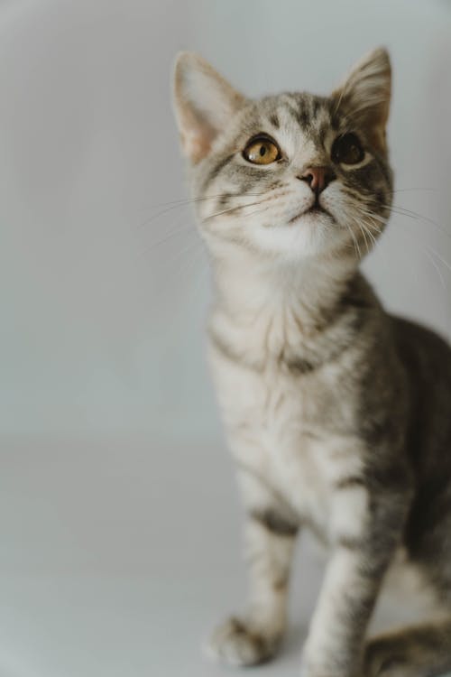 Ingyenes stockfotó állatfotók, álló kép, cica témában