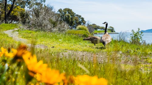 Canada Geese on the Shore 