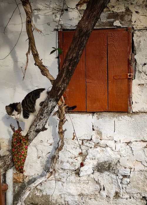 Free A stray cat climbing a weathered wall near a wooden shutter in an urban setting. Stock Photo
