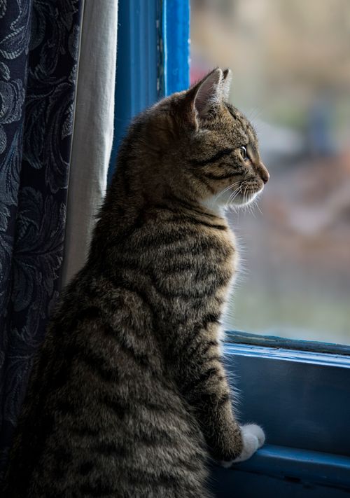 Free A cute tabby cat gazing outside through a window in Ouse, Tasmania. Stock Photo