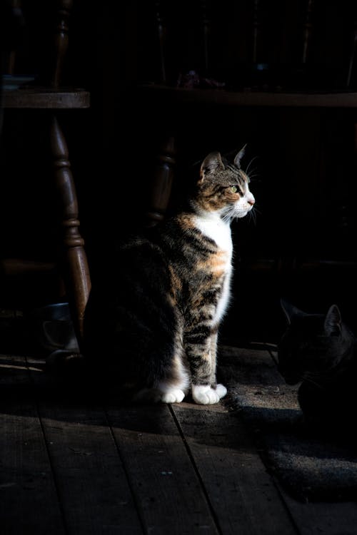 Cat in Darkness