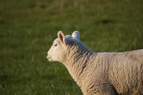 Základová fotografie zdarma na téma baby ovce, baby zvíře, bílá