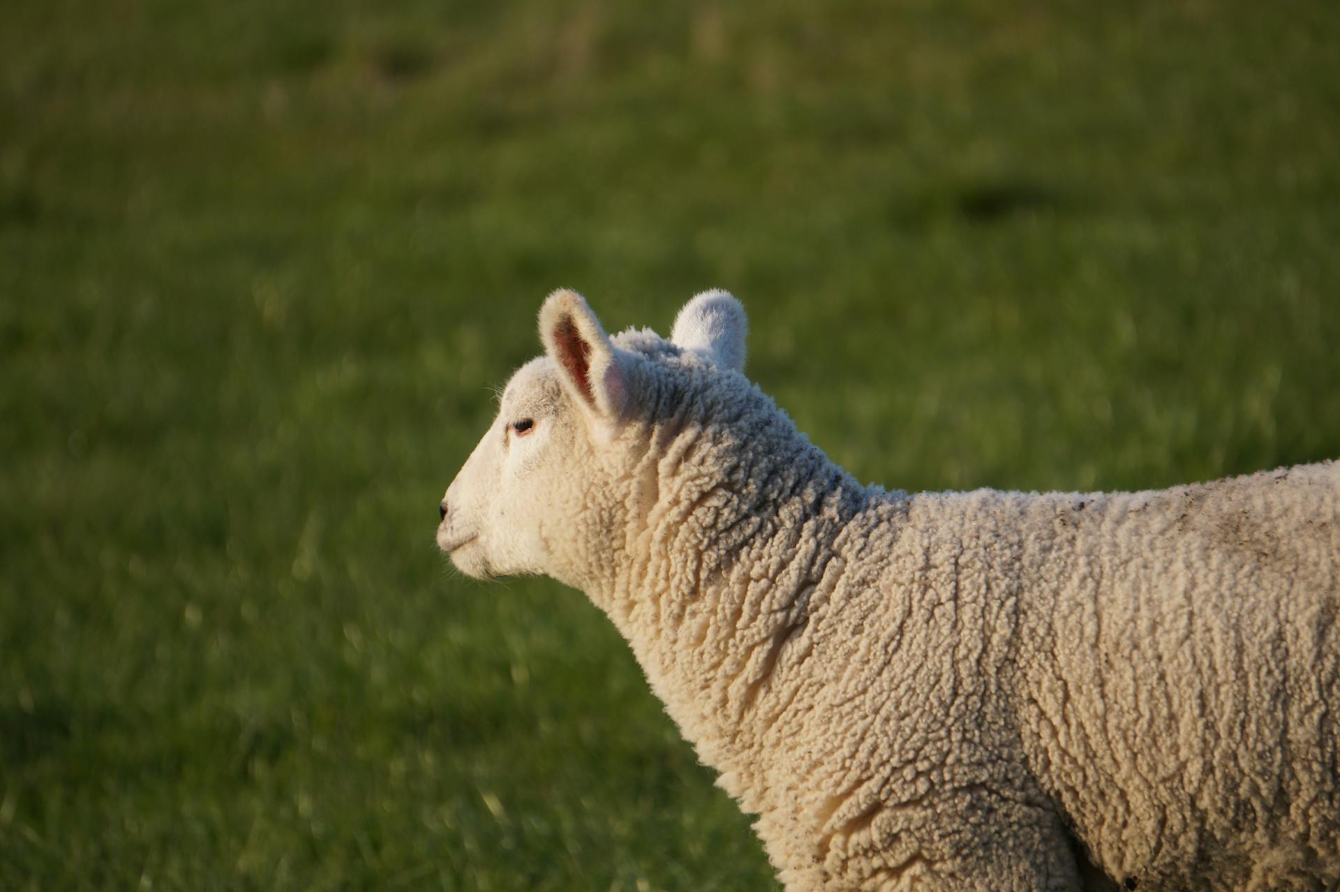 Süßes Schaf-Lamm-Köpfchen