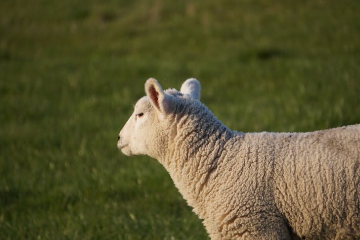 Süßes Schaf-Lamm-Köpfchen