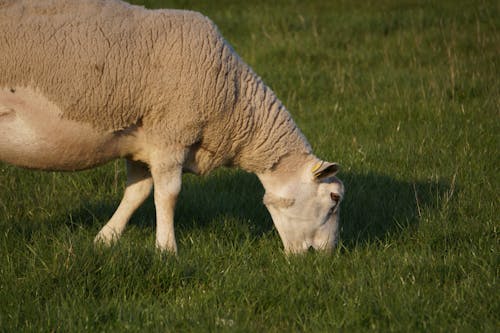 Základová fotografie zdarma na téma baby ovce, bílá, černé nohy