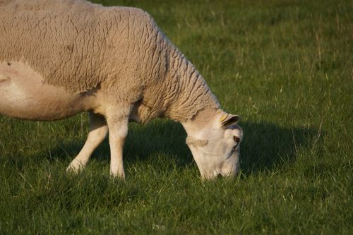 Free A sheep grazing peacefully on lush green grass in a rural pasture. Stock Photo