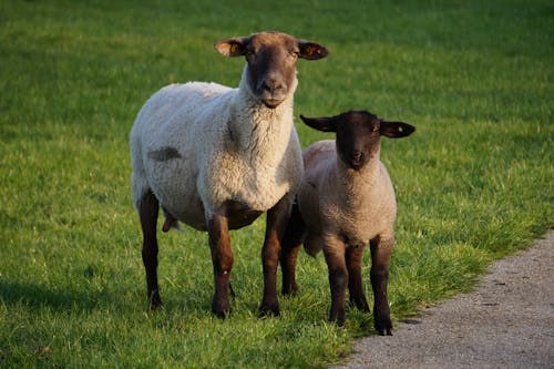 Sheep and Lamb