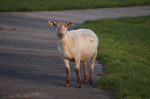 Lamb on Road