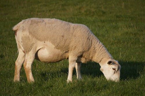 Základová fotografie zdarma na téma baby ovce, bílá, černé oči