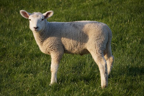 Immagine gratuita di agnello, agricoltura, allevamento
