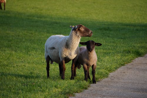 Základová fotografie zdarma na téma baby ovce, baby zvíře, bílá