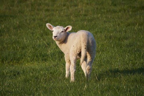 Immagine gratuita di agnello, agricoltura, allevamento