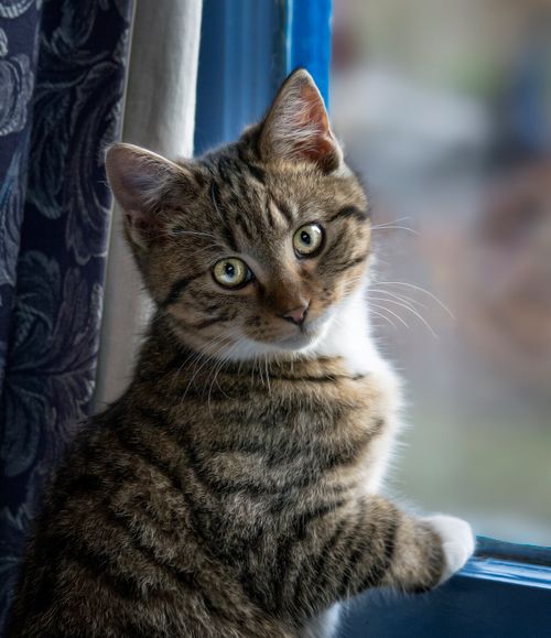 Free Charming tabby kitten gazes out the window, capturing a serene moment indoors. Stock Photo