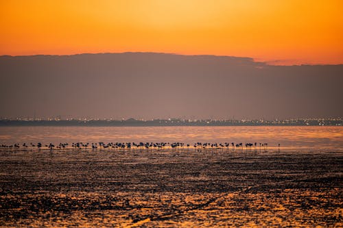 A group of birds standing on the water at sunset
