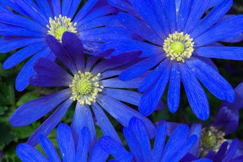 Blue Windflower Flower Heads