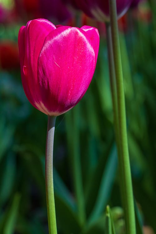 꽃잎, 분홍색, 수직 쐈어의 무료 스톡 사진