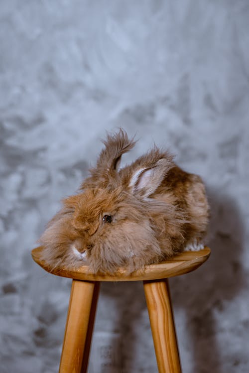 Rabbit on Chair