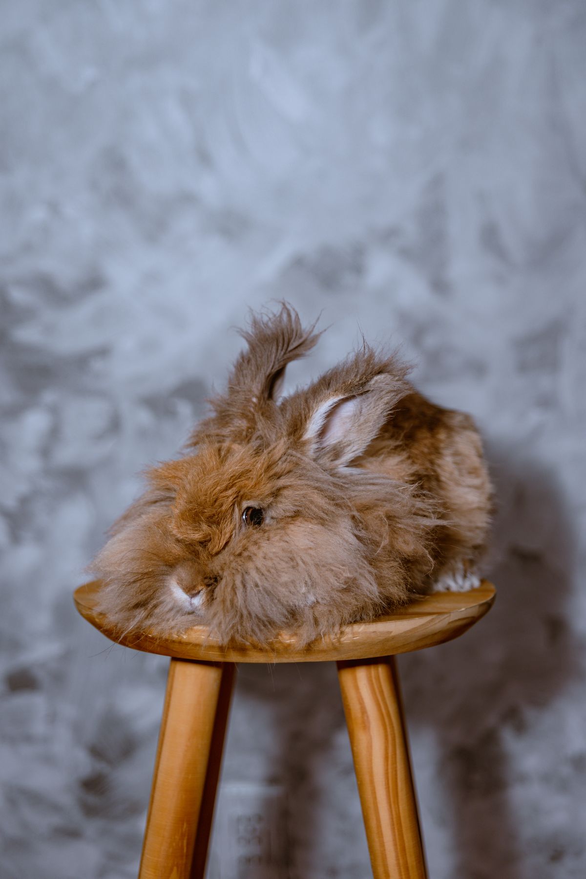 Reebruin angorakonijn met lange wol, beharing op het gezicht en oorpluimen op een houten kruk