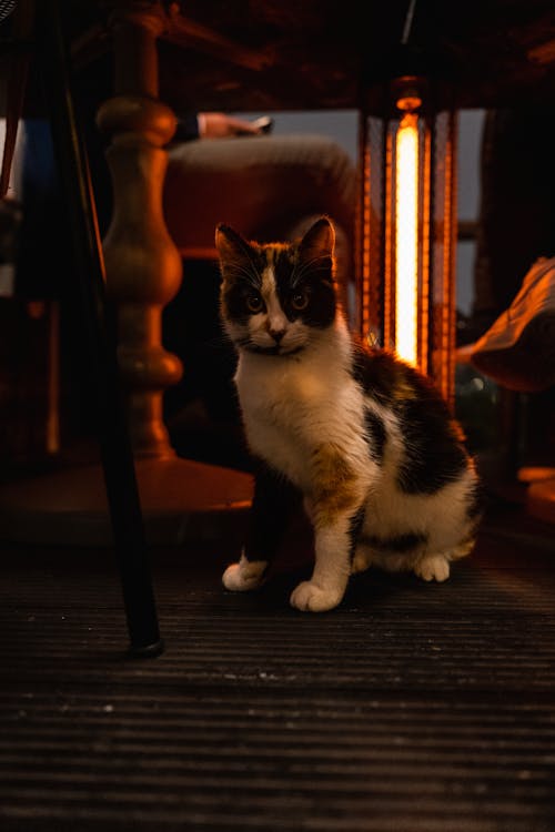 Cat Sitting on Floor by Lamp