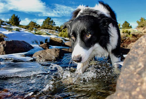 คลังภาพถ่ายฟรี ของ boder collie, กลางแจ้ง, การถ่ายภาพสัตว์