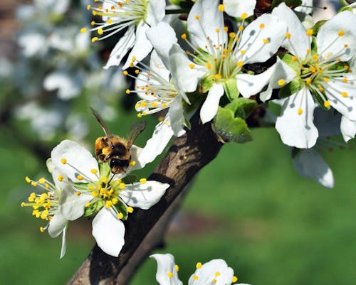 Foto d'estoc gratuïta de abella, arbre, flora