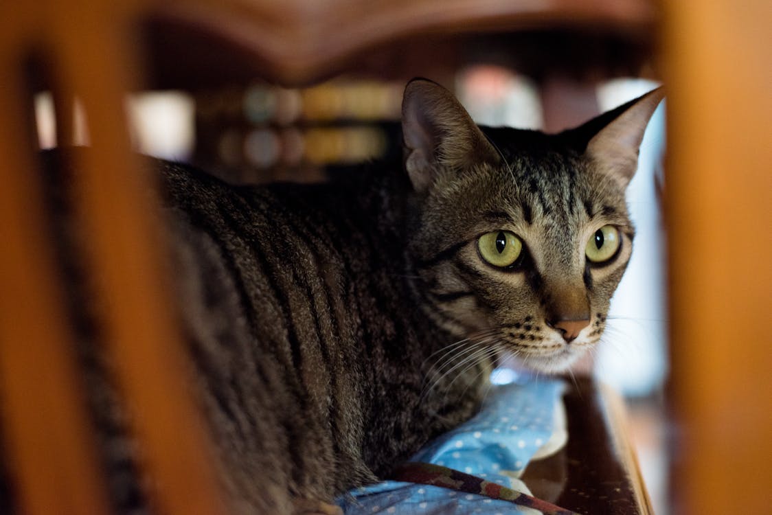 灰色と黒のぶち猫のクローズアップ写真