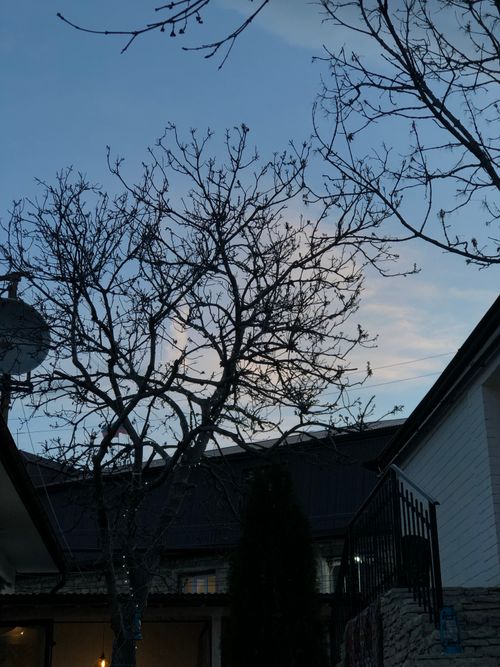 Free Dramatic silhouette of tangled trees and houses against a twilight sky in Gunib, Dagestan. Stock Photo
