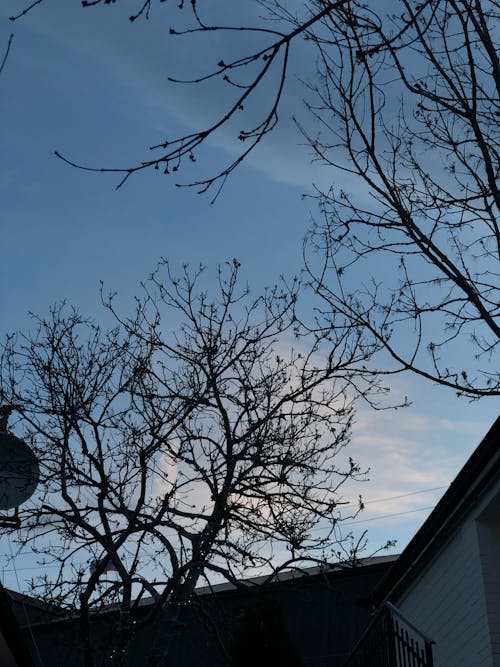 Fotos de stock gratuitas de arboles, caer, cielo azul