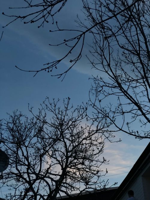 Free Leafless trees silhouetted against a clear blue sky in Gunib, Dagestan, Russia. Stock Photo