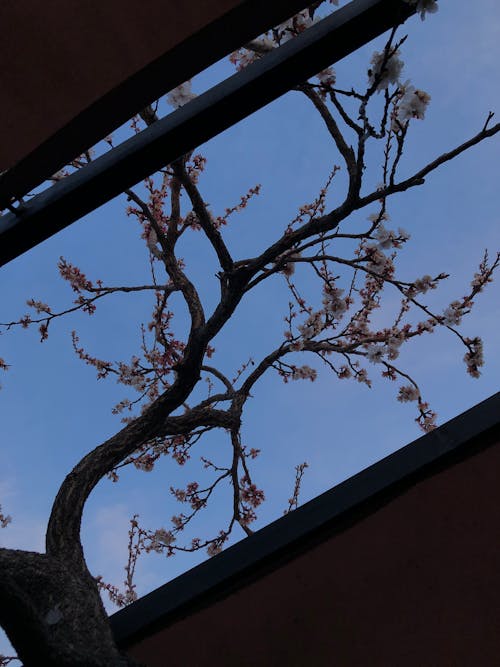 Бесплатное стоковое фото с вертикальный выстрел, весна, голубое небо