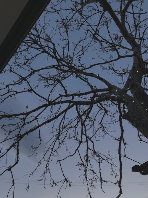 Darmowe zdjęcie z galerii z drzewo, gałęzie, jałowy