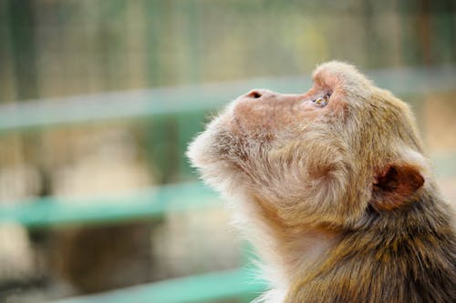 見上げる茶色の猿の写真