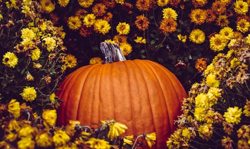 Free Photo of Pumpkin Surrounded By Flowers Stock Photo