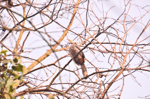 Free stock photo of dawn, hornbill, malabar