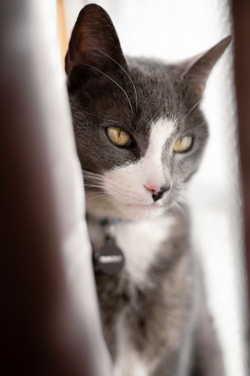 Free Beautiful close-up portrait of a gray and white domestic cat with a curious expression. Stock Photo