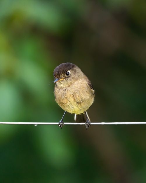 Free Close-up of a Black-Capped Flycatcher (Empidonax atriceps) perched on a wire. Stock Photo
