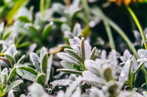 Foto De Close Up De Plantas Molhadas