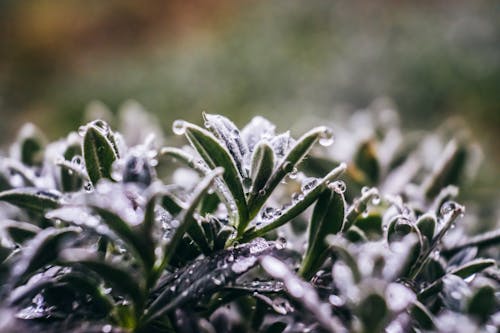 Close-Up Photo Of Plants With Droplets