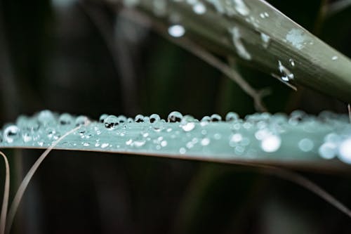 Макро фотография капель воды на листе