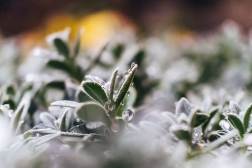 Free Macro shot of dewdrops glistening on fresh green leaves, highlighting natural beauty. Stock Photo